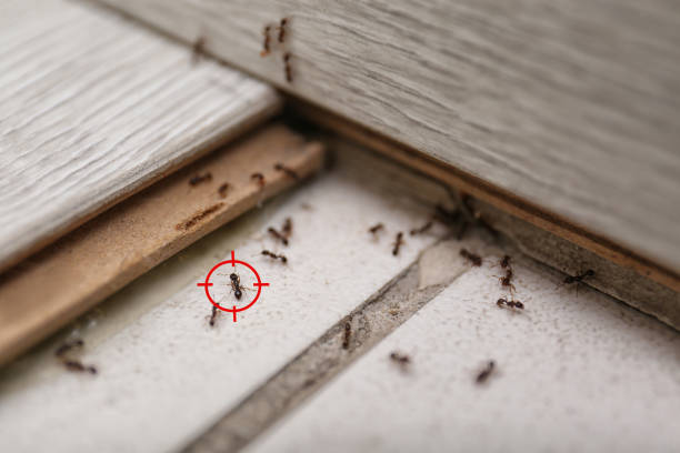 Best Rat Extermination Near Me  in Heath, TX