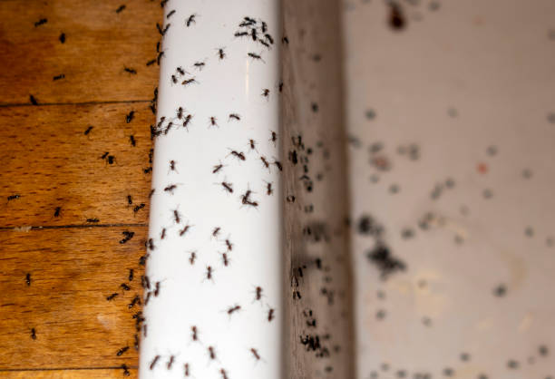 Best Emergency Pest Control  in Heath, TX