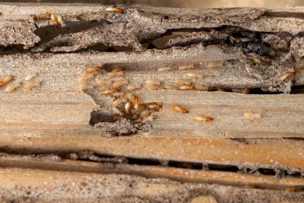Best Rat Extermination Near Me  in Heath, TX