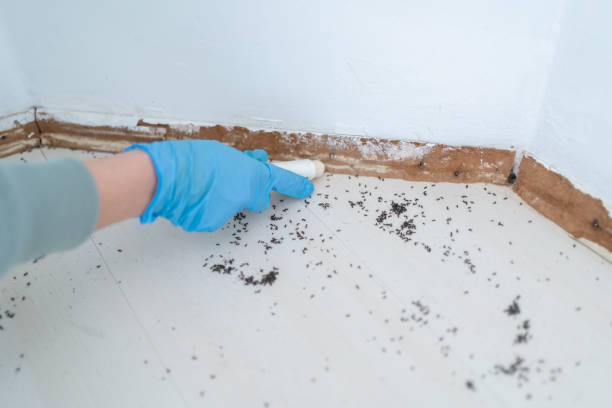 Best Mosquito Control Services  in Heath, TX